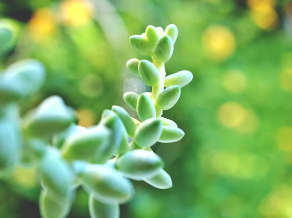 Nahaufnahme Sukkulenten Burro Tail Makropflanzen Sedum Morganianum Mit Wassertropfen Kaktus — Stockfoto