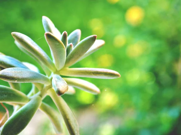 Sukkulente Geleebohnen Sedum Rubrotinctum Steinpilz Kakteen Wüstenpflanzen Mit Hellem Verschwommenem — Stockfoto