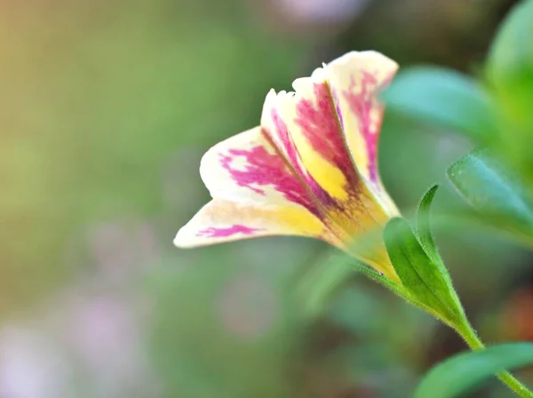 Flor Rosa Suavemente Branca Petúnia Florescendo Primavera Verão Jardim Com — Fotografia de Stock