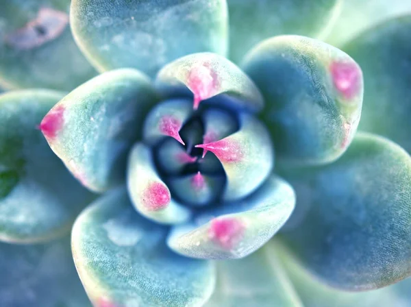 Closeup Succulent Plants Echeveria Water Drops Ghost Plant Cactus Desert — 스톡 사진