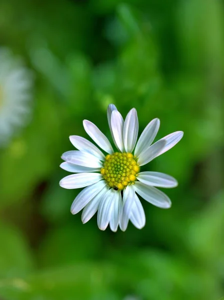 Κοντινό Πλάνο Απαλά Λευκό Κοινό Λουλούδι Μαργαρίτα Στον Κήπο Πράσινο — Φωτογραφία Αρχείου