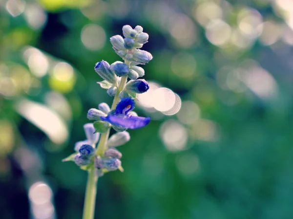 Zacht Purple Salvia Farinacea Salie Bloem Tuin Met Zachte Selectieve — Stockfoto