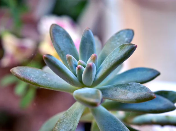 水滴と多肉植物を閉じます ゴースト グラプトペタラムParaguayenseサボテン砂漠の植物とぼやけた背景 マクロ画像 カードデザインのための甘い色 ソフト選択的フォーカス 緑の葉 紫の色 — ストック写真