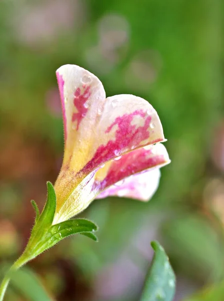 Gently white pink flower petunia blooming in spring or summer in garden with pretty blurred background ,lovely card ,sweet color ,soft selective focus ,copy space ,delicate dreamy of beauty of nature