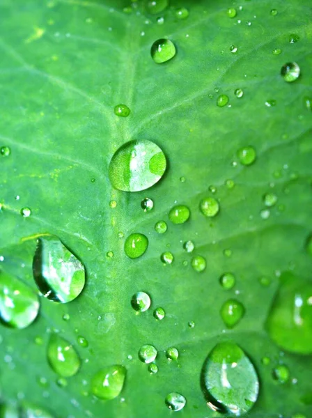 绿叶上有水滴 背景模糊 叶上有雨滴 植物上有露珠 宏观形象 — 图库照片