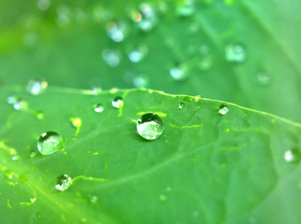 背景がぼやけている緑の葉の上に水が落ちる 葉に雨が降る 植物に露 マクロ画像 — ストック写真