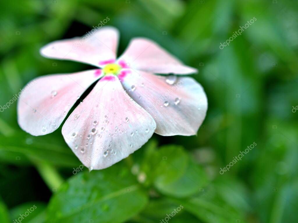 Pink purple flower Catharanthus roseus ,white rose periwinkle madagascar in spring time with blurred background ,sweet color ,lovely flowers macro ,spring blooming in garden ,copy space ,soft selective focus ,
