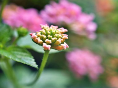 Gently pink flower lantana camara blooming in spring or summer in garden with pretty blurred background ,lovely card ,sweet color ,soft selective focus ,copy space ,delicate dreamy of beauty of nature ,bud flowers ,tropical flowering plants