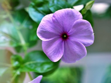 Gently purple flower Periwinkle Madagascar ,Catharanthus roseus  flowering plants in garden with sunlight ,soft selective focus ,delicate dreamy of beauty of nature and blurred background ,copy space clipart