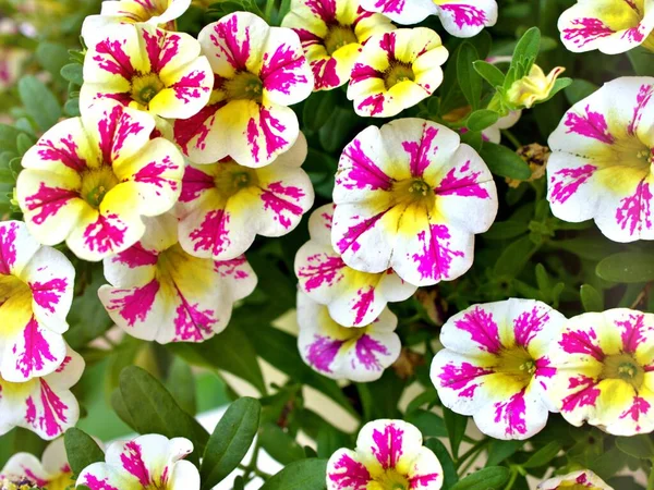 Gently white pink flowers petunia Surfinia Heartbeat in summer ,beautiful soft selective focus for flora pretty background ,delicate dreamy of beauty of nature blurred concept background ,free copy space for letter ,colourful flowers wallpaper