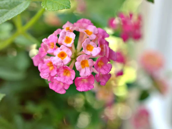 Fiore Delicatamente Rosa Lantana Camara Fioritura Primavera Estate Giardino Con — Foto Stock