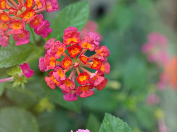 Gently pink flower lantana camara blooming in spring or summer in garden with pretty blurred background ,lovely card ,sweet color ,soft selective focus ,copy space ,delicate dreamy of beauty of nature