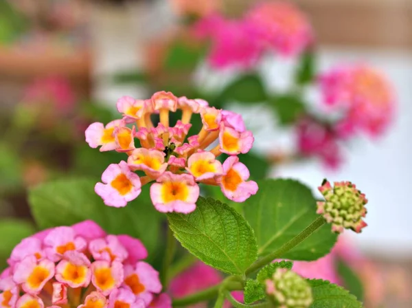 美しい背景 素敵なカード 甘い色 柔らかい選択的なフォーカス コピースペース 自然の美しさの繊細な夢を持つ庭で春または夏に咲く優しいピンクの花のランタナのカマラ — ストック写真
