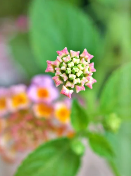 Lkbaharda Yazın Bahçede Açan Pembe Lantana Camara Oldukça Bulanık Arka — Stok fotoğraf