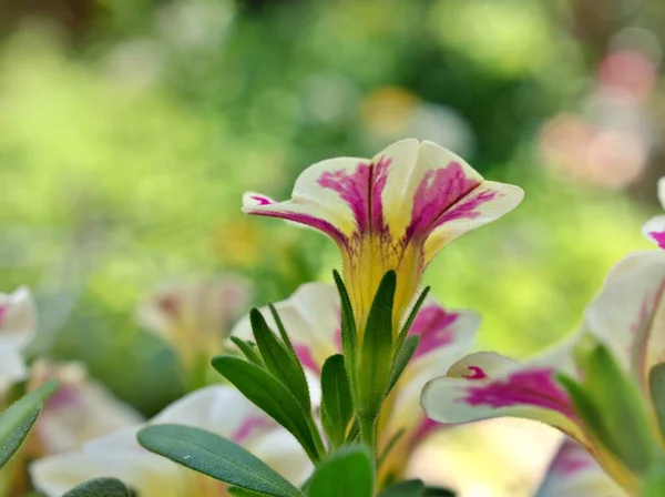 Gently white pink flowers petunia Surfinia Heartbeat in summer ,beautiful soft selective focus for flora pretty background ,delicate dreamy of beauty of nature blurred concept background ,free copy space for letter