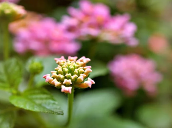 Gently pink flower lantana camara blooming in spring or summer in garden with pretty blurred background ,lovely card ,sweet color ,soft selective focus ,copy space ,delicate dreamy of beauty of nature ,bud flowers ,tropical flowering plants