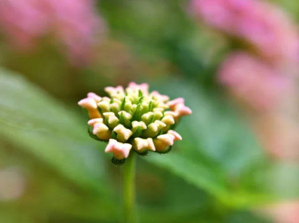 Delikatnie Różowy Kwiat Lantana Camara Kwitnące Wiosną Lub Latem Ogrodzie — Zdjęcie stockowe