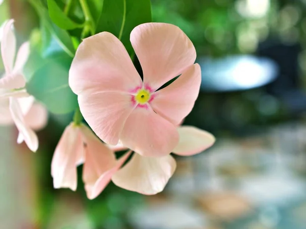 Jemně Růžový Květ Periwinkle Madagaskar Kataranthus Růže Kvetoucí Rostliny Zahradě — Stock fotografie