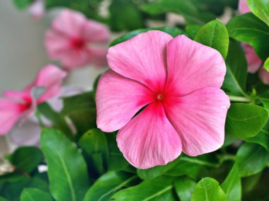 Nazik pembe çiçek Periwinkle Madagaskar, Catharanthus gül çiçek bahçesinde güneş ışığı, yumuşak seçici odak, doğanın narin rüyası ve bulanık arka plan, kopyalama alanı 