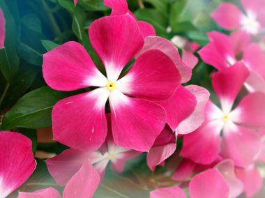 Nazik pembe çiçek Periwinkle Madagaskar, Catharanthus gül çiçek bahçesinde güneş ışığı, yumuşak seçici odak, doğanın narin rüyası ve bulanık arka plan, kopyalama alanı 