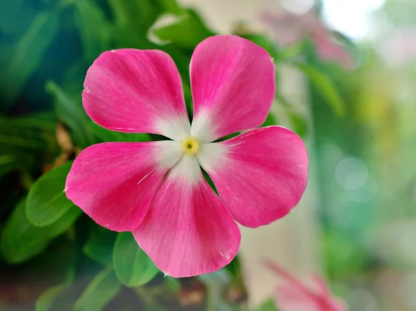 Jemně Růžový Květ Periwinkle Madagaskar Kataranthus Růže Kvetoucí Rostliny Zahradě — Stock fotografie