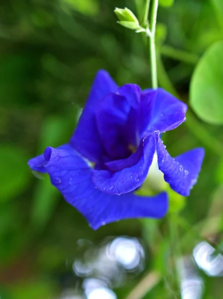 Macro Blue Flower Asian Pigeonwings Clitoria Ternatea Bluebellvine Blue Pea —  Fotos de Stock