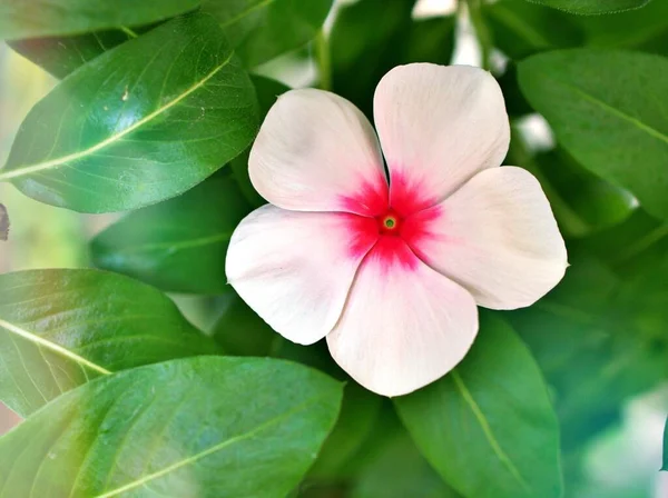 Fleur Rose Délicate Pervenche Madagascar Catharanthus Roseus Plantes Fleurs Dans — Photo