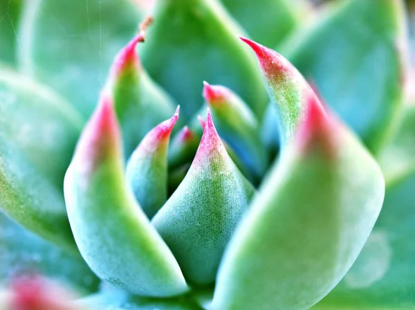 Detailní Spikes Šťavnaté Rostliny Echeveria Chihuahuaensis Variegata Ostrými Červenými Hroty — Stock fotografie