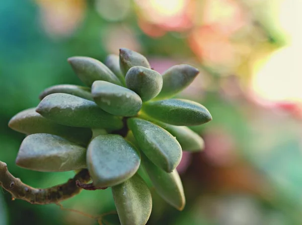 Sukkulente Geleebohnen Sedum Rubrotinctum Steinpilz Kakteen Wüstenpflanzen Mit Hellem Verschwommenem — Stockfoto