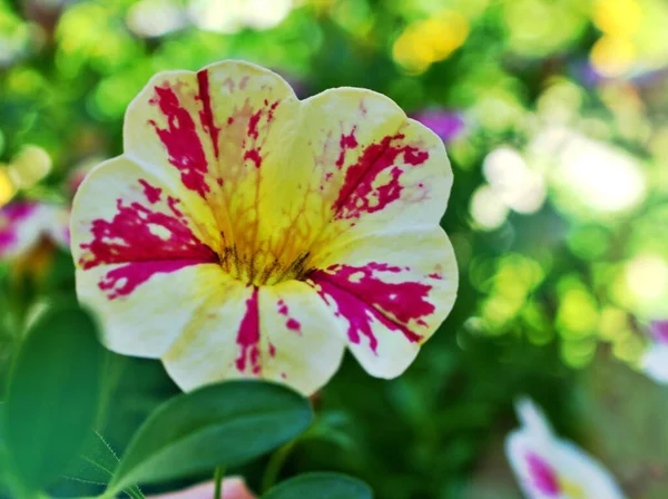 여름에는 부드럽고 꽃피는 페튜니아 피니아 식물에 아름다운 부드러운 선택적 자연의 — 스톡 사진