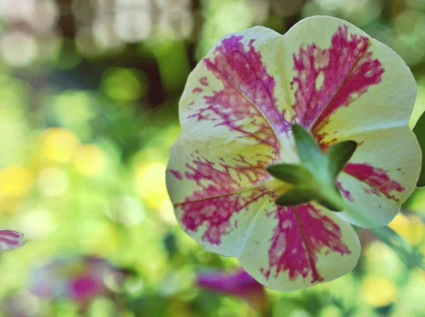 Gently white pink flowers petunia Surfinia Heartbeat in summer ,beautiful soft selective focus for flora pretty background ,delicate dreamy of beauty of nature blurred concept background ,copy space