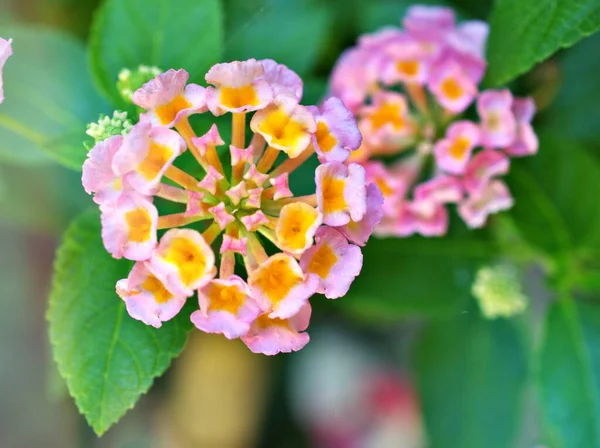 Flor Suavemente Rosa Lantana Camara Florescendo Primavera Verão Jardim Com — Fotografia de Stock