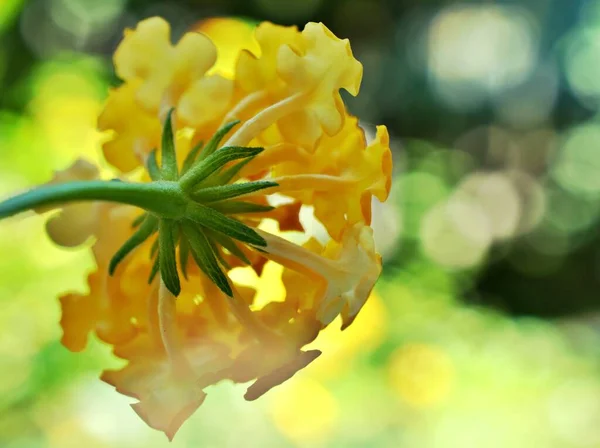 Pomarańczowy Żółty Kwiat Lantana Camara Zielonymi Liśćmi Krople Wody Płatkach — Zdjęcie stockowe