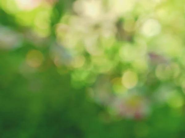 Blurred green light with bokeh background ,greenery abstract wallpaper ,copy space nature out of focus ,free space ,blank and empty for celebration letter ,blurred concept ,soft colour ,bright shine