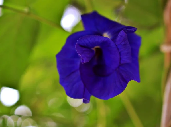 Makro Blå Blomma Asiatiska Dugeonwings Clitoria Ternatea Bluebellvine Blå Ärta — Stockfoto