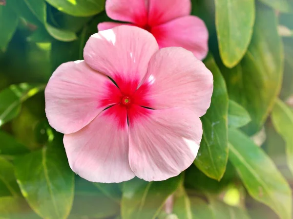 Flor Suavemente Rosada Periwinkle Madagascar Catharanthus Roseus Plantas Con Flores —  Fotos de Stock