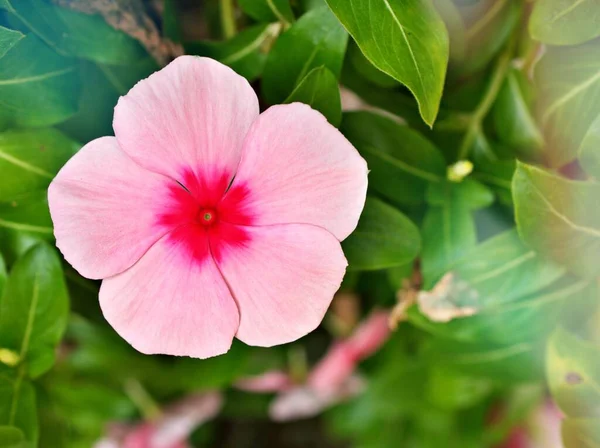 淡淡的粉红花朵飘扬在马达加斯加的园中 桂花蔷薇在阳光下绽放 柔和的选择焦点 精致的自然美梦与模糊的背景 复制空间 — 图库照片
