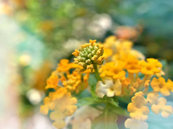 Orange Yellow Flower Lantana Camara Green Leaves Water Drops Petals — 스톡 사진