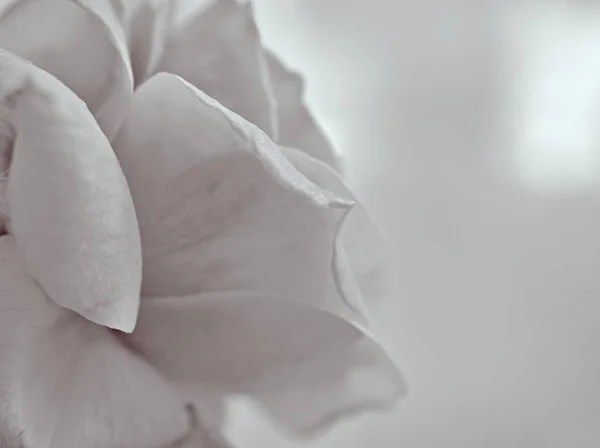 Pétalos Flores Imagen Blanco Negro Fondo Borroso Espacio Libre Para — Foto de Stock