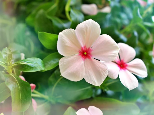 Flor Suavemente Rosada Periwinkle Madagascar Catharanthus Roseus Plantas Con Flores —  Fotos de Stock