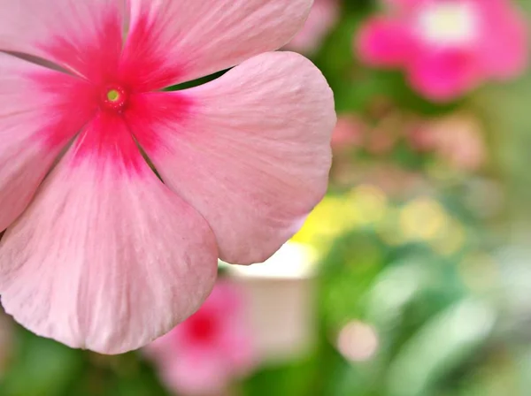 Яскраво Рожева Квітка Перивінкл Мадагаскар Catharanthus Roseus Квіткові Рослини Саду — стокове фото