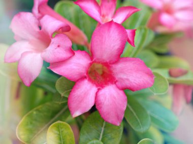 Bahçede açan pembe çiçek çölü Adenyum obesum güneş ışığı açık havada ve tatlı renkte, makro görüntü, fotokopi alanı, güzel bir arka plan için doğanın narin güzelliği, güzel bir arkaplan,