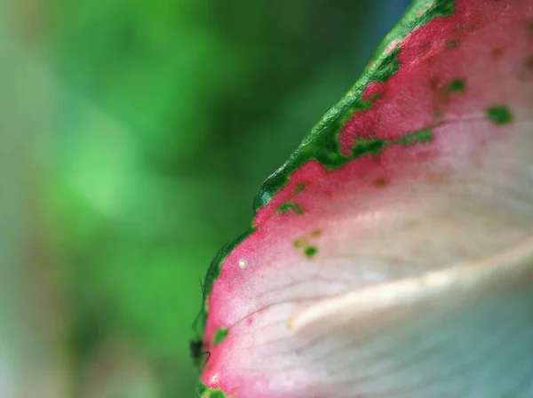 Macro Green Leaf Soft Selective Focus Half Colourful Pretty Background — Stock Photo, Image