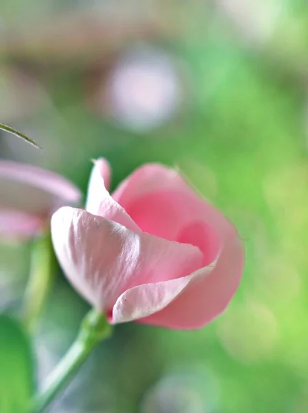 優しくピンクの花ペリウィンクルマダガスカル 太陽の光 柔らかい選択的フォーカス 自然の美しさとぼやけた背景の繊細な夢 コピースペースを持つ庭でのカタランサスのバラの開花植物 — ストック写真