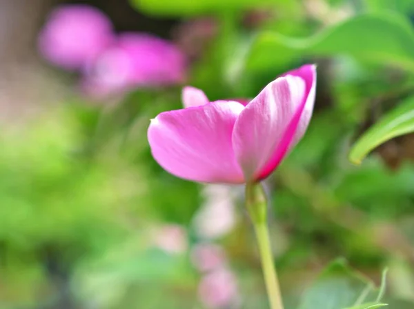 Fleur Rose Délicate Pervenche Madagascar Catharanthus Roseus Plantes Fleurs Dans — Photo