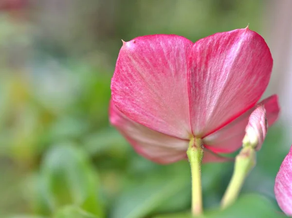 Яскраво Рожева Квітка Перивінкл Мадагаскар Catharanthus Roseus Квіткові Рослини Саду — стокове фото