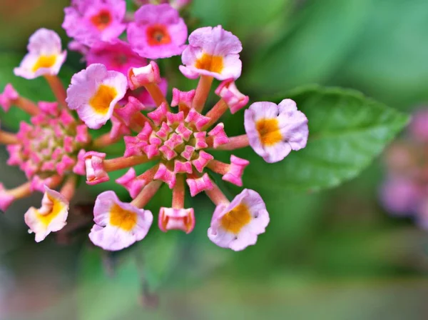 Fiore Delicatamente Rosa Lantana Camara Fioritura Primavera Estate Giardino Con — Foto Stock