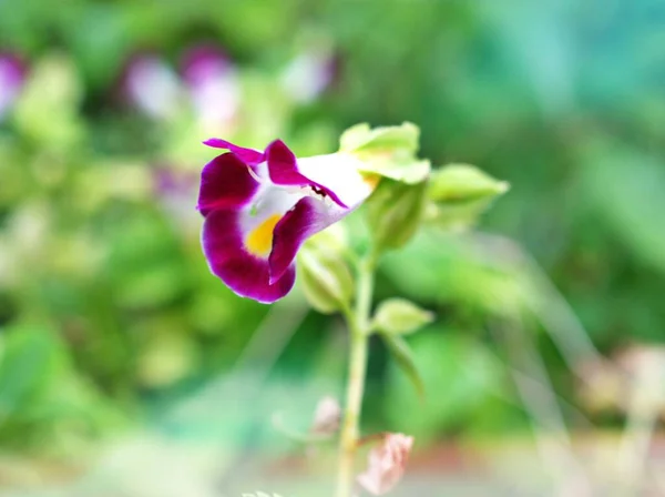 Makro Fioletowo Fioletowe Kwiaty Klaun Torenia Wishbone Kwiat Kauai Bordowy — Zdjęcie stockowe