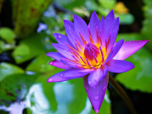 Nahaufnahme Lila Violette Blume Seerose Nymphaea Nouchali Ägyptische Lotuspflanzen Mit — Stockfoto