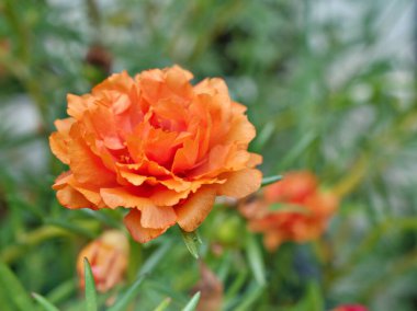 Kapalı portakal rengi, sarı, yosun gülüne benzeyen bitkiler Portekiz görkemli florası yumuşak özenli, güzel bir arka plan için, narin rüya gibi doğa güzelliği, makro görüntü, harf için bedava kopya alanı 